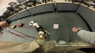 Remy - AKC Scent Work - Master - Container (Q13)
