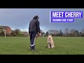 Improving an Alaskan Malamute's recall