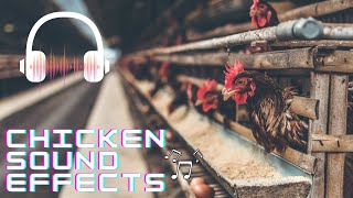 Real Chicken sound effects | Free Chicken sounds | What sounds do chickens make? screenshot 5
