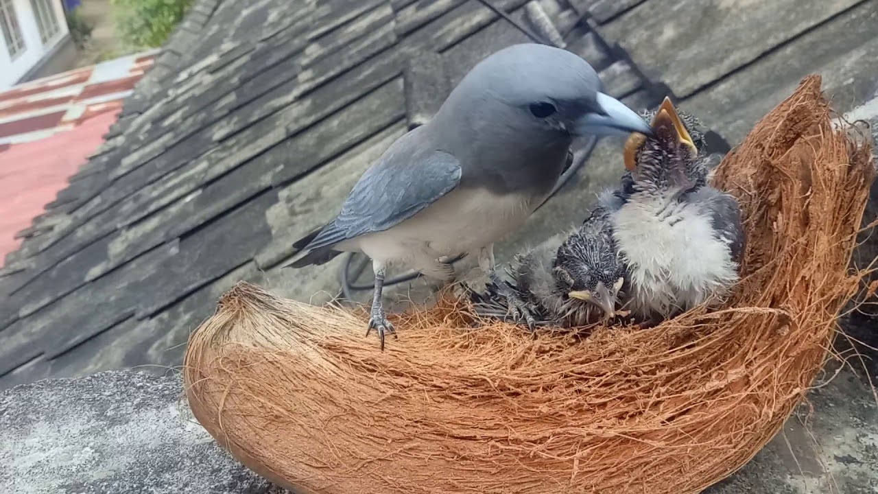 NEMU SARANG BURUNG KEKEP BABI DI POHON PINUS - gak ada yang berani ngambil anaknya