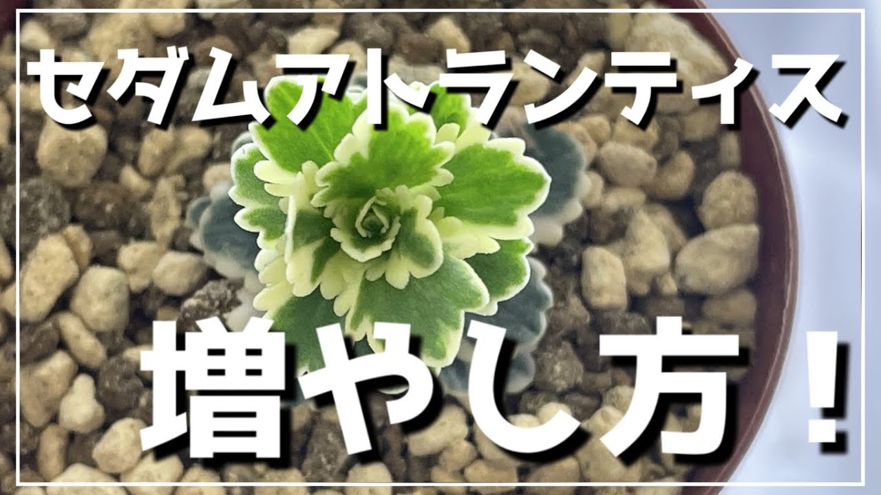 セダムアトランティスの増やし方 高級セダム それいけたいよーまん Youtube