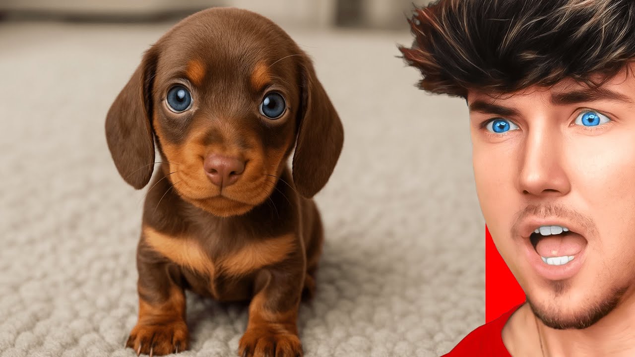 Wer AWWW sagt hat VERLOREN Challenge (EXTREM süße Tiere)