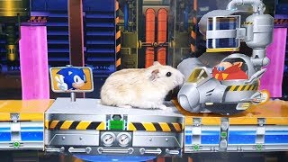 Cute Hamster in Sonic the Hedgehog Maze - Act.2 Chemical Plant Zone