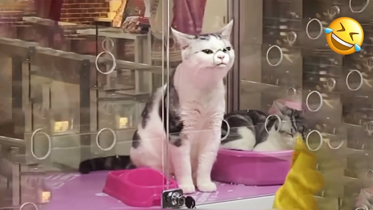 ⁣Cat Comedy Central: The Ultimate Funny Cat Video 😺