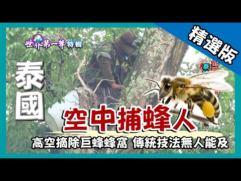 【泰國】空中摘除巨蜂蜂窩 傳統技法捕蜂人 ｜《世界第一等》817集精華版