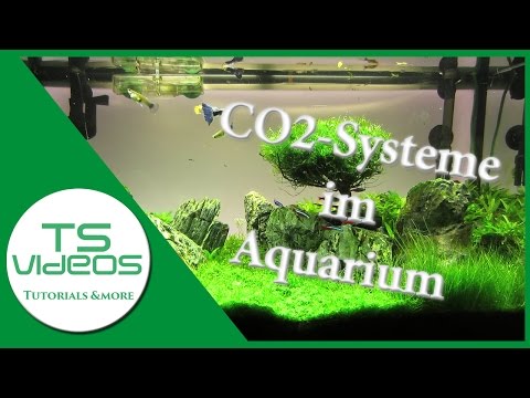 Video: Top 5 schnell wachsende Aquarienpflanzen für gepflanzte Aquarien