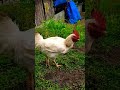 45days Chicken #chicken #philippines #shorts