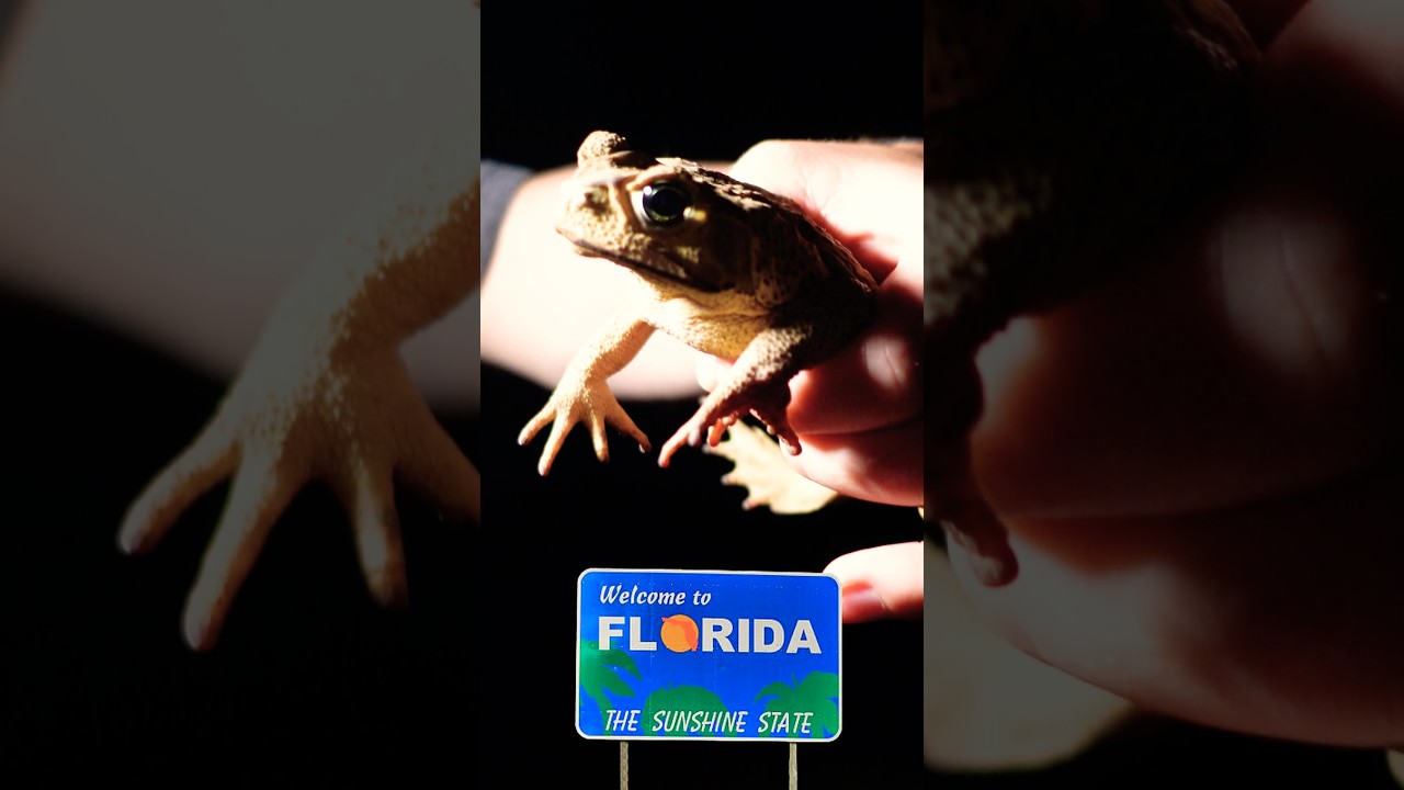 Finding Florida invasive species!