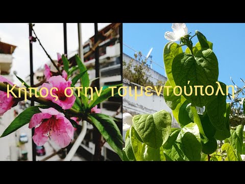 Βίντεο: Καλλιέργεια φυτών στο μπαλκόνι