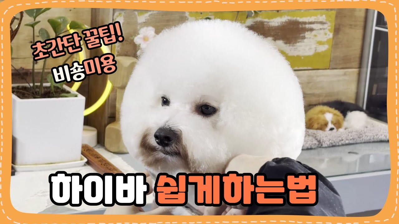 커브가위 하나로 쉽게하는 비숑 하이바미용#비숑미용꿀팁 #애견미용 #비숑미용 #비숑프리제 #헬멧 #하이바컷 - YouTube
