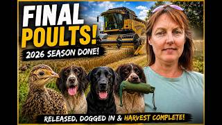 FINAL Pheasant Release of 2026! Dogging Birds & The Last Wheat Harvest