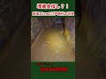徳川埋蔵金探し？！