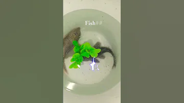 Youthob Facts Fishing At Short 