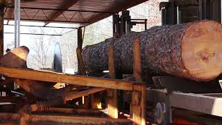 Sawing big yellowpines in bridge decking for log skidders!