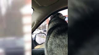Husky Eats The Sky Water
