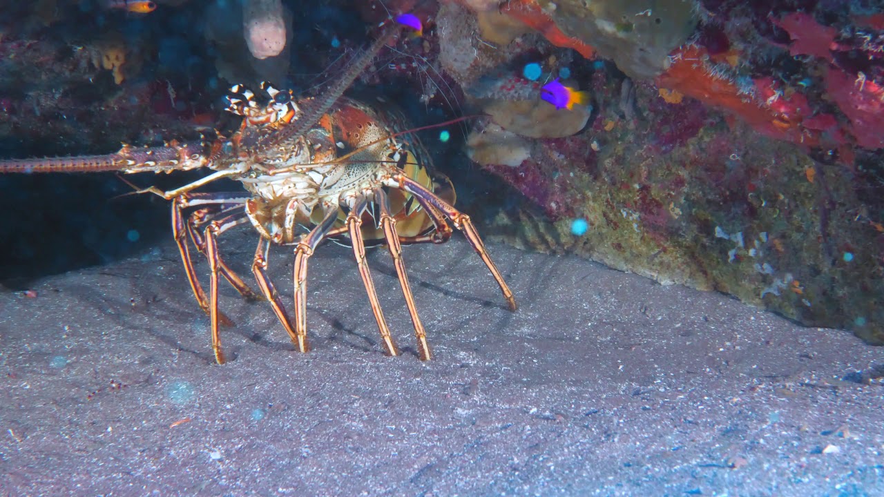 Caribbean Spiny Lobster with Eggs [4K] YouTube
