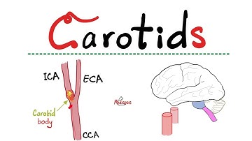 Carotid Arteries - Internal Carotid Artery (ICA), External Carotid Artery (ECA) - Anatomy of Neck