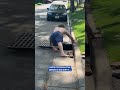 Hero reaches into sewer to save baby ducklings