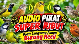 VIRAL 🔥 Audio Pikat Burcil Super Ribut Pasti Langsung Panen Burung Kecil