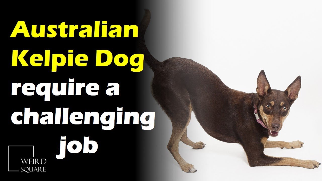 Kelpies are loyal, friendly, intelligent, energetic dogs that require a