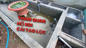 Tham Quan HỒ KOI || Cải Tạo Lọc || Cá Koi Vlog Trần Đức Cường