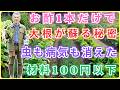 【 99％の家庭菜園が知らない 】お酢をひとかけするだけで大根が劇的に蘇る衝撃の秘密｜虫が完全に寄りつかなくなる驚愕のメカニズムを初公開