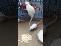 Dhala Musa White Mouse Youtube Ytshort