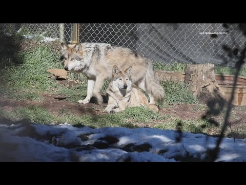 Video: Kommer nytt förslag att hjälpa eller skada den utrotningshotade mexikanska vargen?