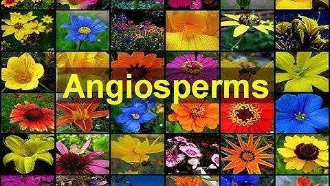 Angiosperms (Flowering Plants)