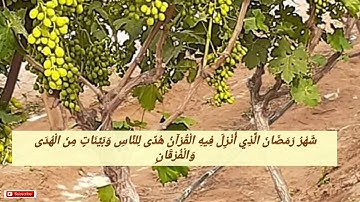 سورة البقرة / شهر رمضان الذي أنزل فيه القرآن / بصوت القارئ _ شعبان أحمد