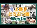 上野動物園の動画🐾西園編🦒キリン🐧ペンギン🐪アルパカ🦓シマウマなど🐥Ueno Zoo