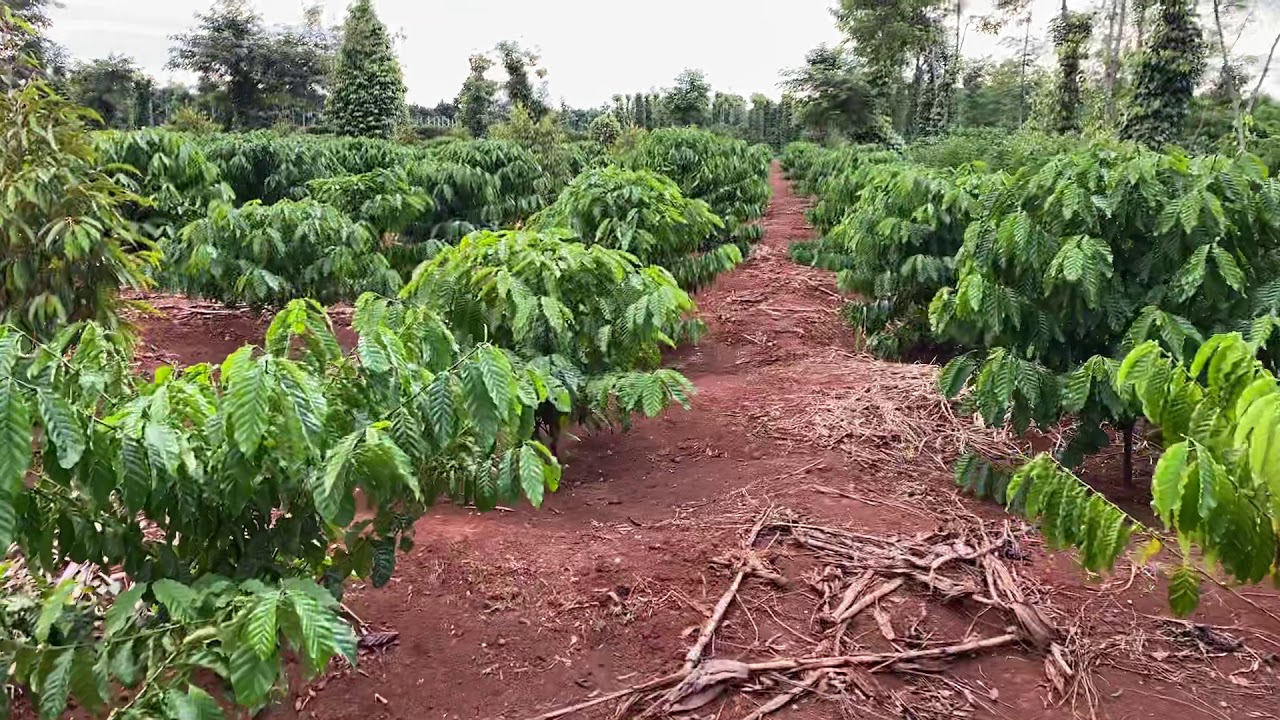 Nông dân xã Ia Chim trồng hơn 200 ha cây ăn quả xen trong vườn cà phê  Đài  Phát thanh và Truyền hình Kon Tum