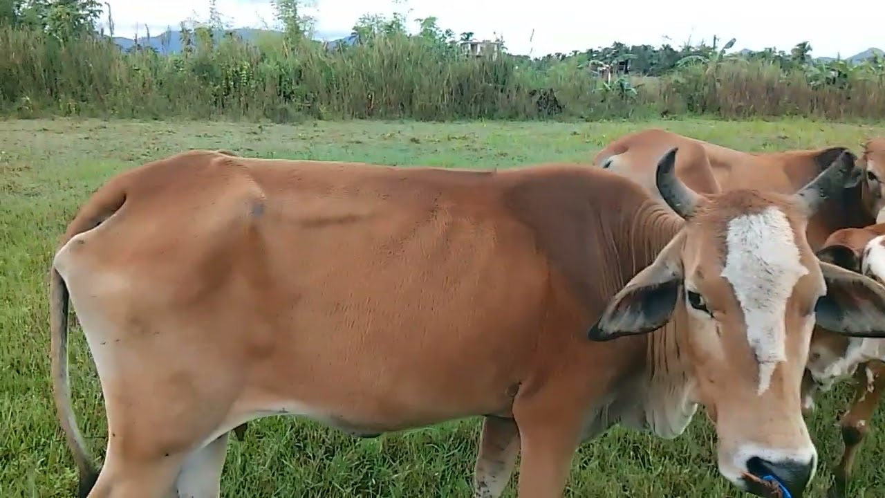 VISITING MY FARM, CARABAO AND COW!