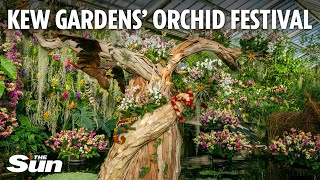 Inside Kew Gardens' iconic orchid festival