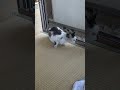 保護猫 捕獲チャレンジ #保護猫#猫#野良猫#猫動画