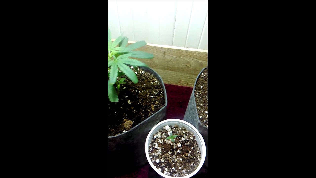 100 watt closet grow