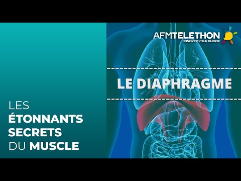Les étonnants secrets du muscle : le diaphragme