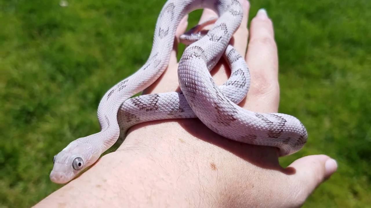 camera iphone 8 plus apk Orlando. Male Silver Blonde Suboc.