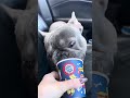 He gets so excited for his pup cups
