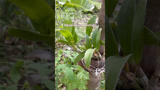 #DreamTrackAI My healthy Dendrobium orchids plants #j4vlogs #plants #DreamTrackAI My healthy Dendrobium orchids plants #j4vlogs #plants