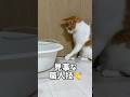 遊んでいたホースが水の中に入ってしまい見事な職人技を見せる猫#shorts