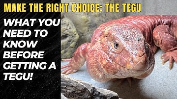 What You NEED to Know Before Getting a Tegu!