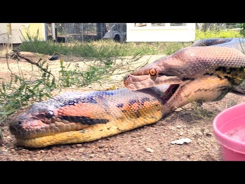 Video: Diferența Dintre Anaconda și Python