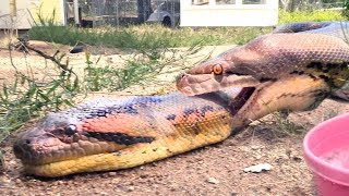 Python, Anaconda FIGHT over LIVE Squirrel -- Eaten by Winner