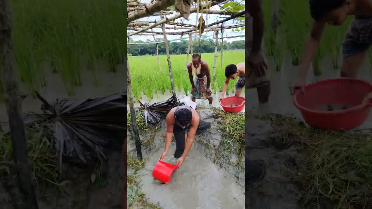 জমি থেকে মাছ ধরলাম 🐟🐟