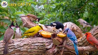 🐦Birds Chirping in the Forest: Cardinals, Bulbuls, Orioles, Nature Sounds, Cat TV screenshot 3