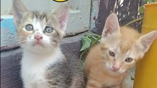 homeless kitten A month later by world of stray meowing  1,704 views 7 months ago 2 minutes, 12 seconds