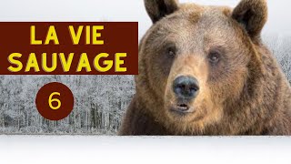 LA VIE SAUVAGE || OURS || LES  MYSTERES DE LA VIE SAUVAGE || 6 episode