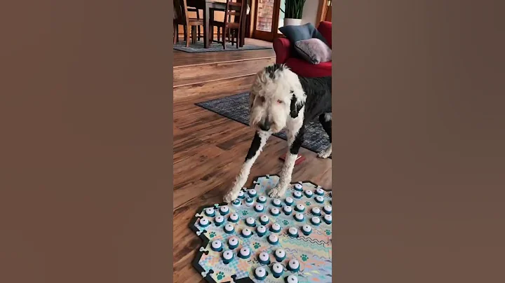 Getting closer Buns! #smartdog #existential #talkingdog #fypシ #bunnythedog #dogtraining #animal