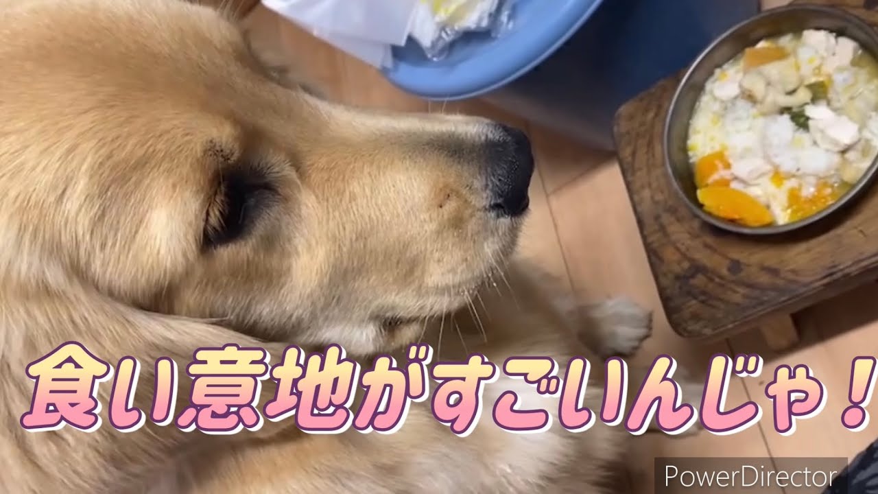 食い意地がすごいんじゃ Youtube 食い意地がすごいんじゃ Youtube